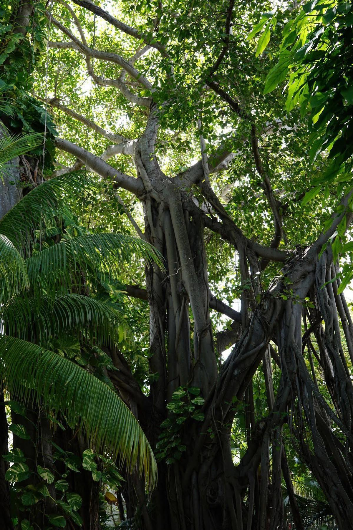 The Banyan Resort Cayo Hueso Exterior foto